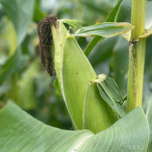 无双不二北海道牛奶玉米水果玉米爆浆即食甜玉米非转基因新鲜现摘 - 图2