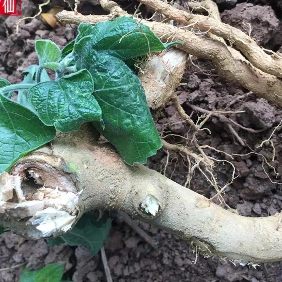 新鲜天然灰毛臭茉莉根白毛臭牡丹根毛叶大青六灯笼狮子球纯根500g