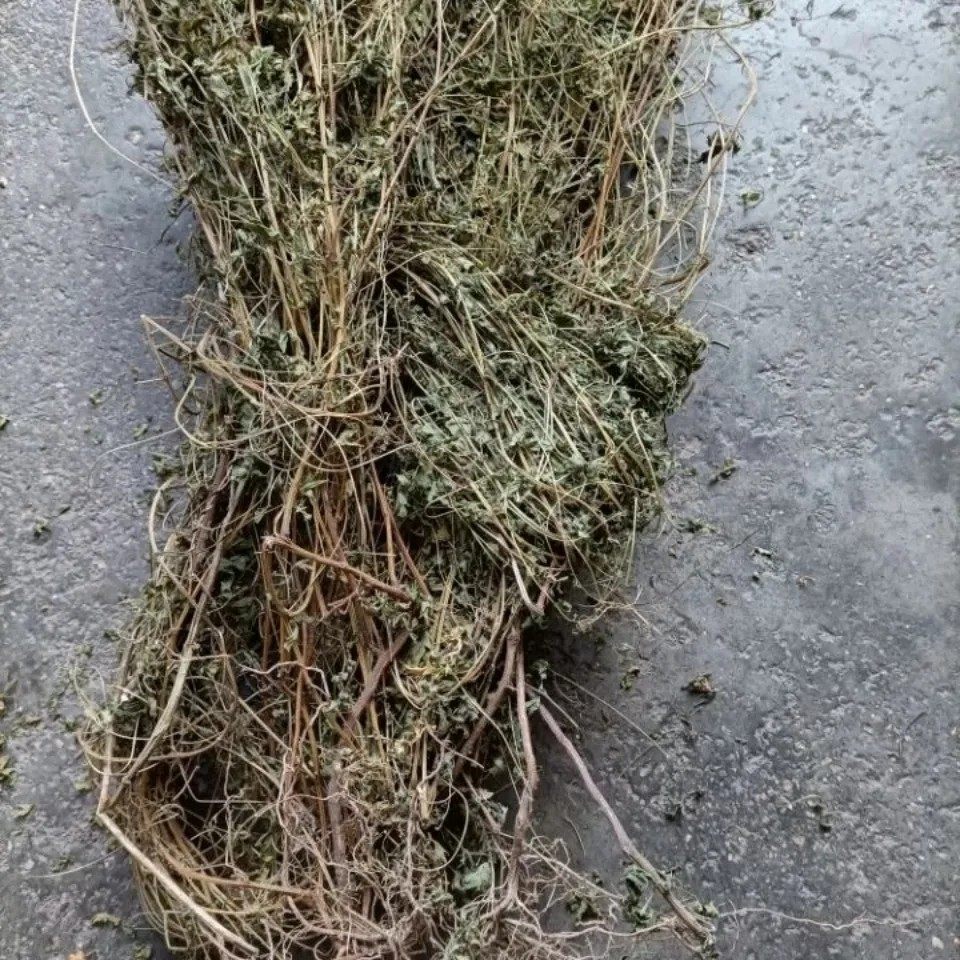 天然倒铃草倒地铃灯笼草大鬼灯笼包袱草假苦瓜风船葛带藤苦楝500g