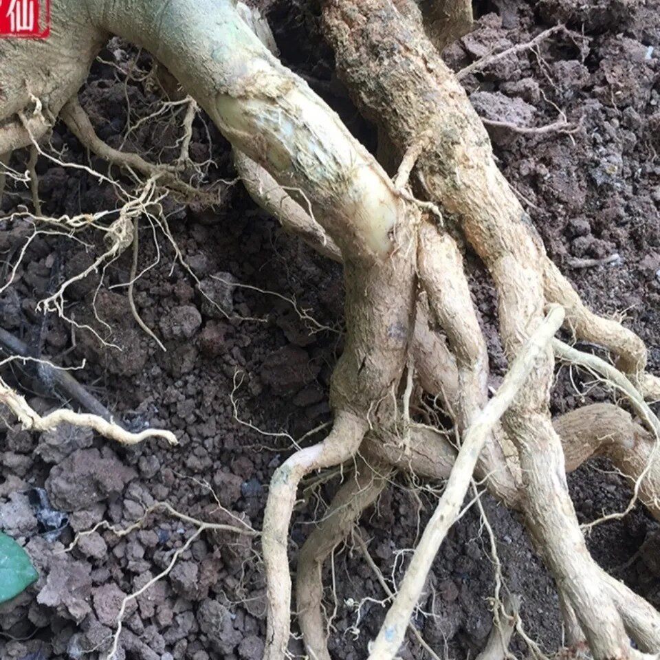 新鲜天然灰毛臭茉莉根白毛臭牡丹根毛叶大青六灯笼狮子球纯根500g