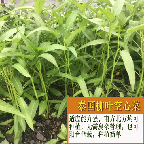 泰国柳叶空心菜种籽青梗竹叶空心菜种子四季阳台盆栽春季蔬菜种孑 - 图0