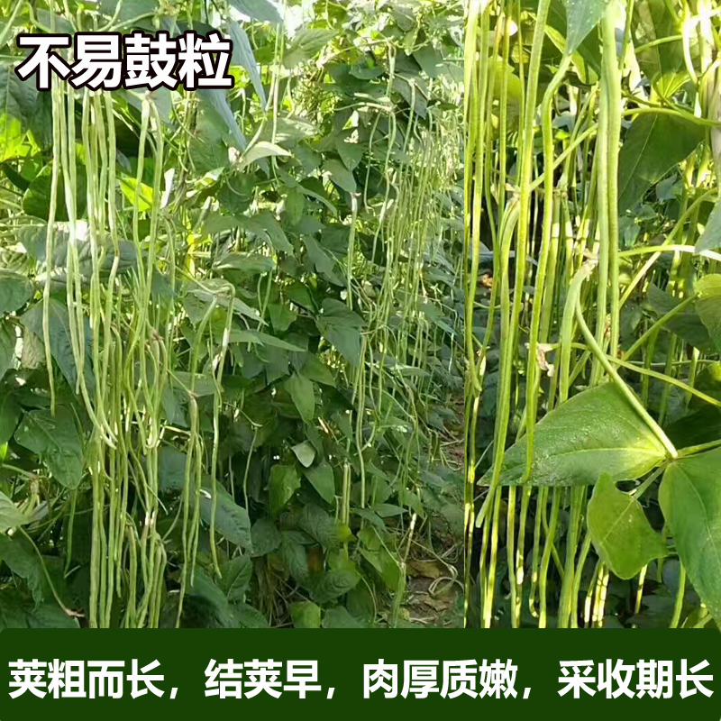 绿白条豇豆种子特长张塘王豆角春季夏季四季种植蔬菜种孑农家菜籽-图0