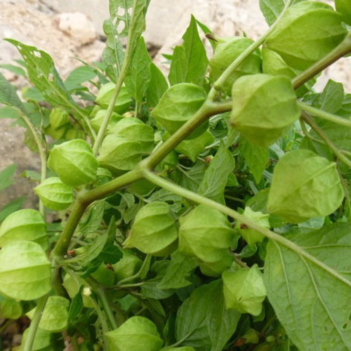 粒粒甜黄姑娘果种子浆果黄菇娘种籽甜度高农家菜园春季种植甜水果 - 图2