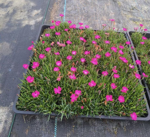 欧石竹粉贝地被植物多年生宿根耐热耐寒四季常青庭院方盘杯苗 - 图2