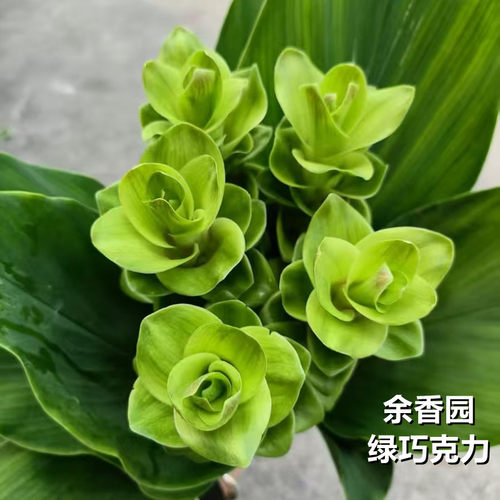 进口姜荷花种球耐热耐晒球根多年生庭院地栽阳台盆栽花期超长花卉 - 图1