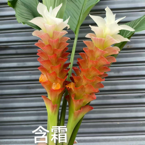 进口姜荷花种球耐热耐晒球根多年生庭院地栽阳台盆栽花期超长花卉 - 图2