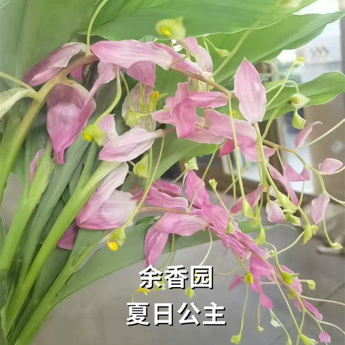 舞花姜荷花种球根花期超长热带花卉多年生午花姜切花种子室内庭院 - 图1