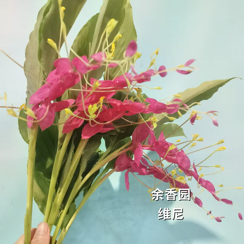 舞花姜荷花种球根花期超长热带花卉多年生午花姜切花种子室内庭院 - 图2
