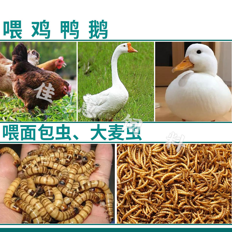 小麦麸皮喂鸡饲料钓鱼新鲜麦麸麦夫子麦敷子皮小麦皮麸子5斤80斤 - 图2