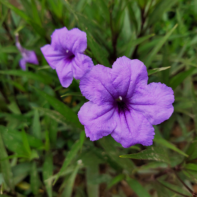 翠芦莉多年生芦莉草耐旱耐热室外庭院花卉蓝花草紫花翠芦莉小苗-图0