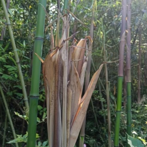 粽叶天然野生毛竹笋壳叶园竹笋壳叶干粽叶粽子叶端午节包粽子 - 图1