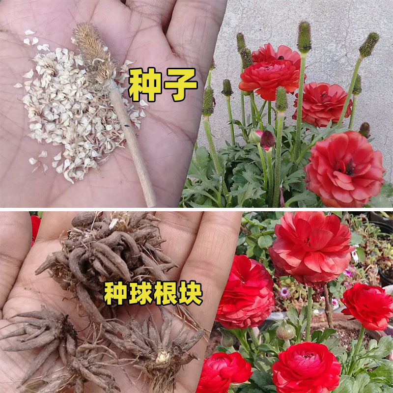 花毛茛种子20粒洋牡丹芹菜花种籽多年生室内外盆栽春秋季播春开花