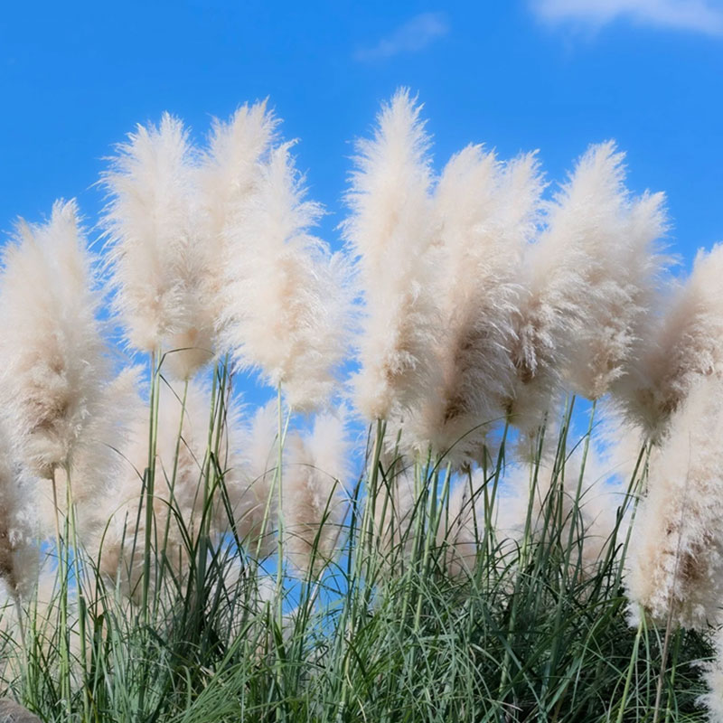 白色蒲苇种子White Feather白浪白羽银芦多年生宿根草籽春秋季播 - 图0