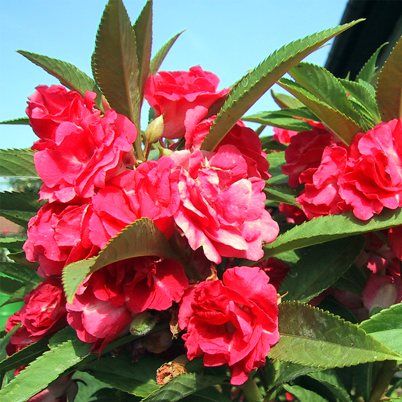 茶花凤仙花籽100粒重瓣指甲花子长花期室内外阳台盆栽春播易种活 - 图2