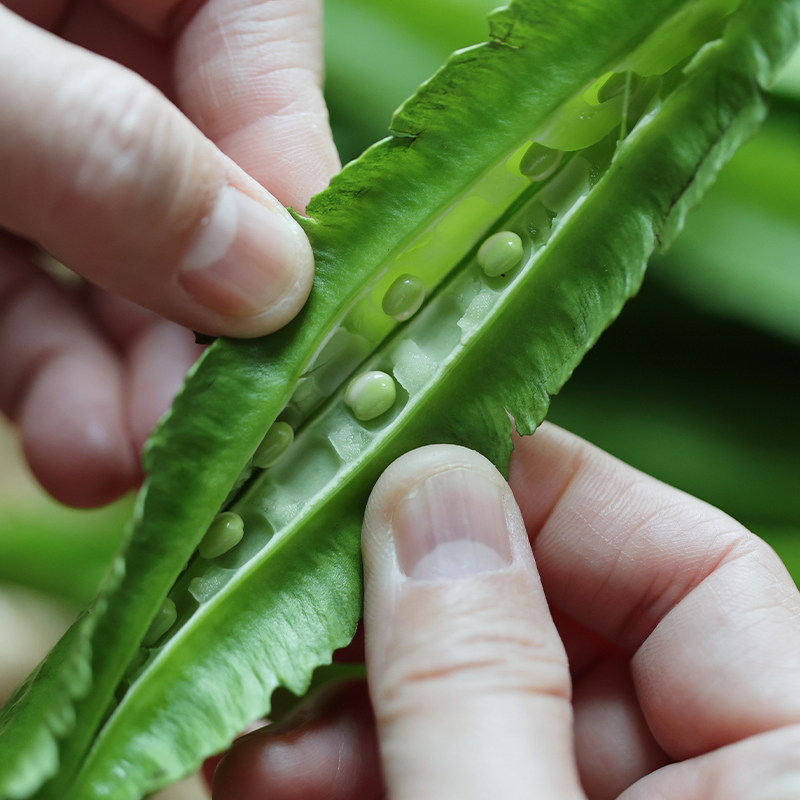 悟空家海南四角豆新鲜绿色蔬菜龙角豆皇帝豆鲜嫩四棱豆爽口炒菜,淘宝优惠券,粉丝福利购,淘宝优惠卷