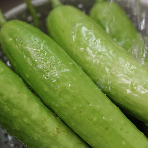 悟空家水嫩小黄瓜新鲜水果脆嫩蔬菜凉拌沙拉孕妇农科院联合出品 - 图0