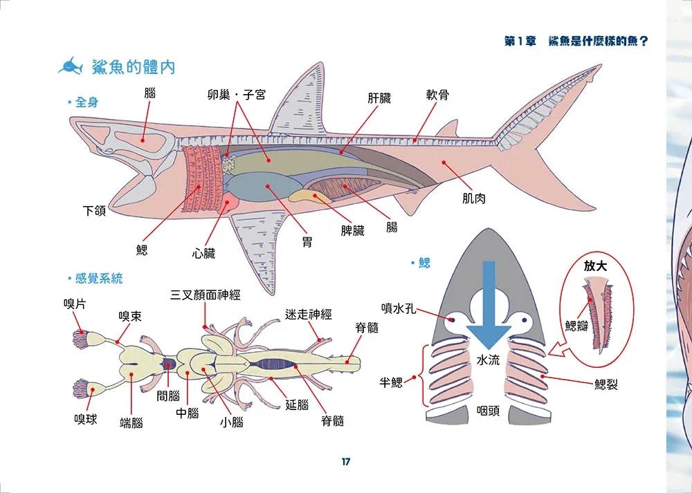 现货 世界鲨鱼大全:手绘125种史上*齐全鲨鱼图鉴 如果出版社 和布芜