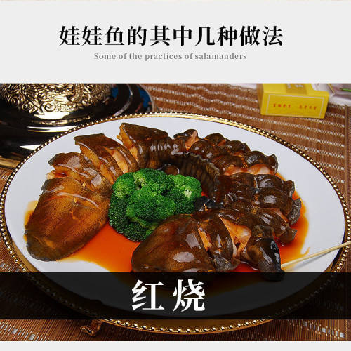 鲜活娃娃鱼6斤每条活鱼食用水产高山雪水生态养殖生鲜大鲵活体 - 图2