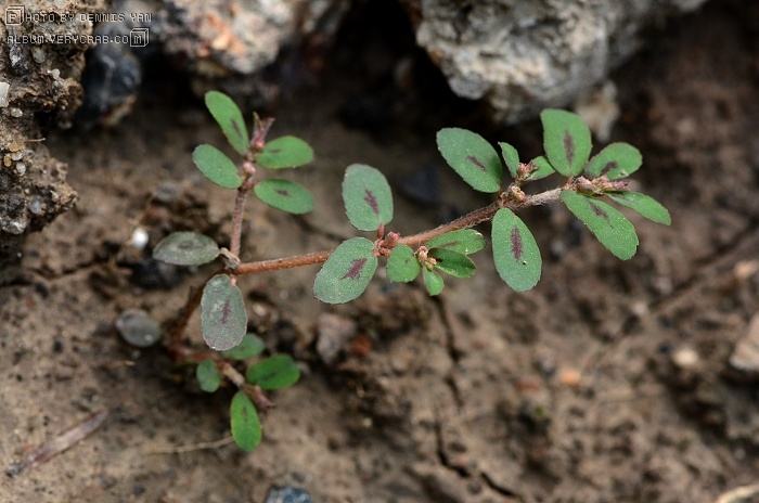 今年新货地锦草1斤包邮血见愁 卧蛋草 铺地草新鲜奶浆草 斑地锦 - 图3