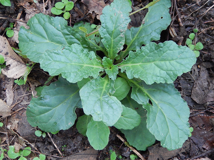 山沟新鲜现挖500克包邮大山白毛夏枯草筋骨草苦草散血草跌打外伤-图1