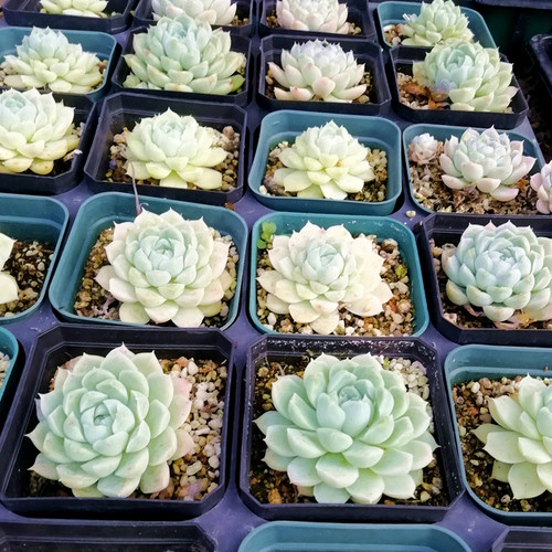 阿尔巴白月影 多肉植物 肉肉植物 萌肉肉组合盆栽 陌上花 - 图2