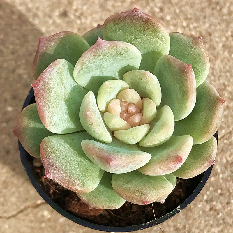 冰糖雪梨多肉植物肉肉植物萌肉肉组合盆栽室内花卉陌上花-图1