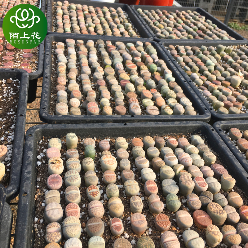 生石花套餐 多肉植物 石头花 肉肉植物 萌肉肉组合套餐 陌上花,淘宝优惠券,粉丝福利购,淘宝优惠卷