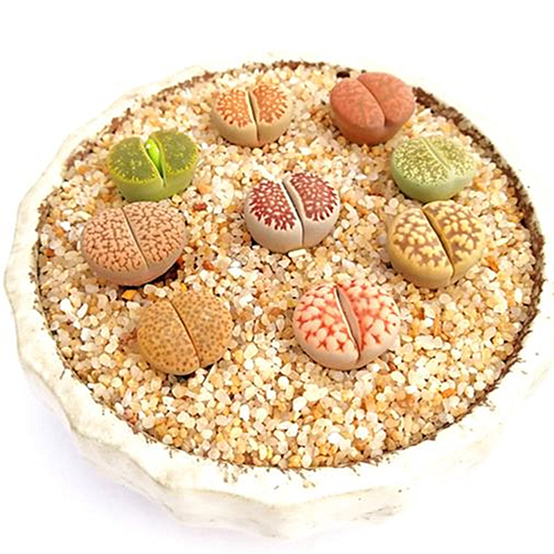 生石花套餐 多肉植物 石头花 肉肉植物 萌肉肉组合套餐 陌上花,淘宝优惠券,粉丝福利购,淘宝优惠卷