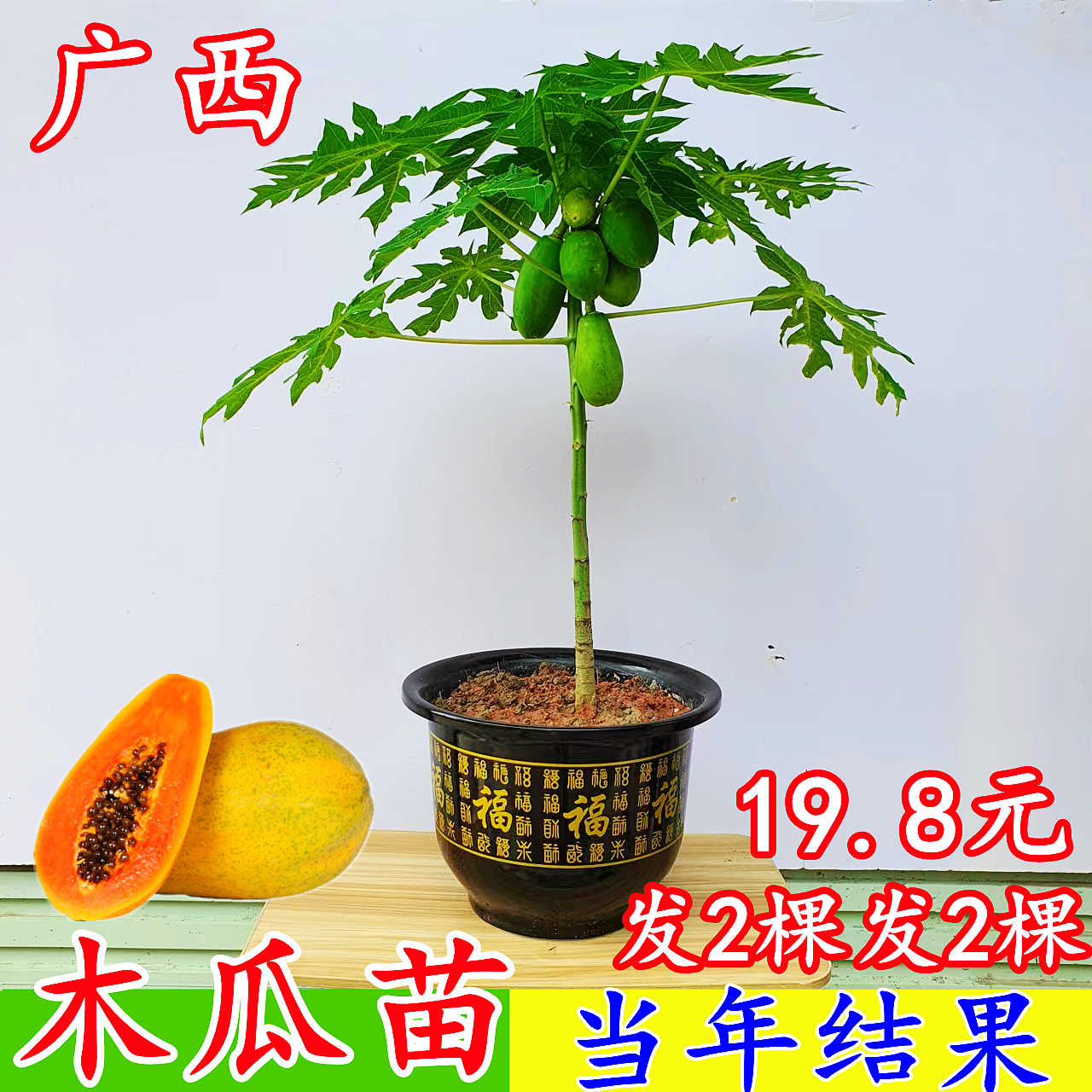 木瓜树盆栽 新人首单立减十元 22年9月 淘宝海外
