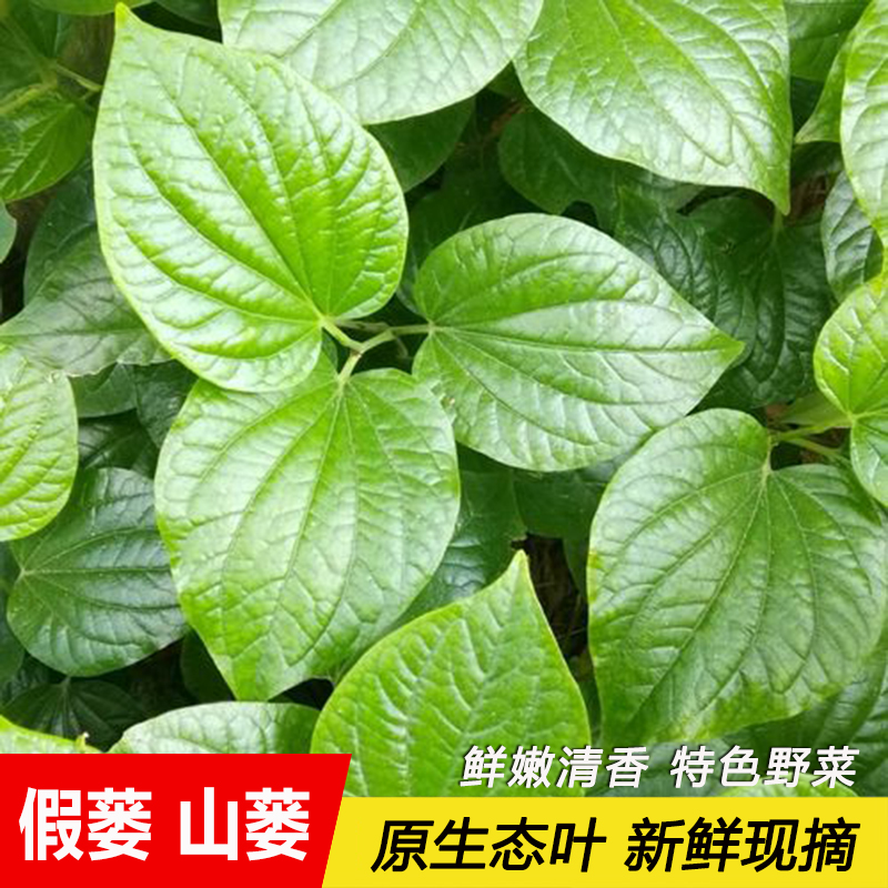 新鲜野生假蒌叶苗蛤蒌叶苗带根青蒌叶急捞叶蒌叶娄菜野菜叶子 - 图0