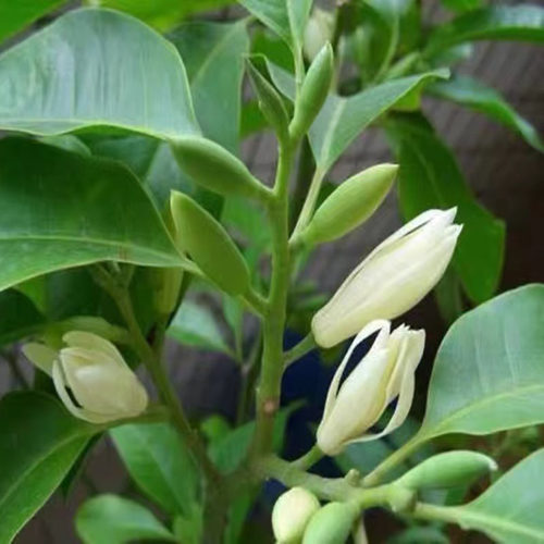 白兰花30朵鲜花现摘现发浓香型花卉黄果兰黄葛兰缅桂花泡酒白玉兰-图1