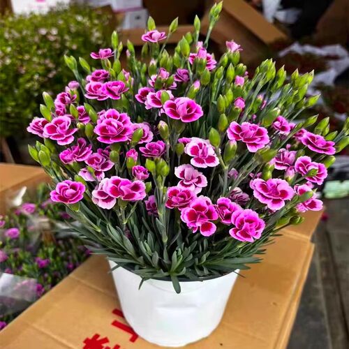 石竹花盆栽苗带花苞一见钟情初吻室内阳台庭院花卉四季开花好养活 - 图1
