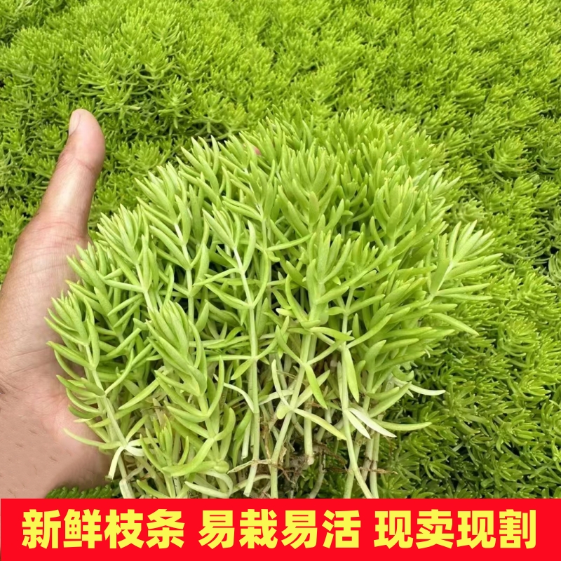 黄金佛甲草中华景天盆栽屋顶绿化庭院草坪耐寒耐热常青地被植物 - 图0