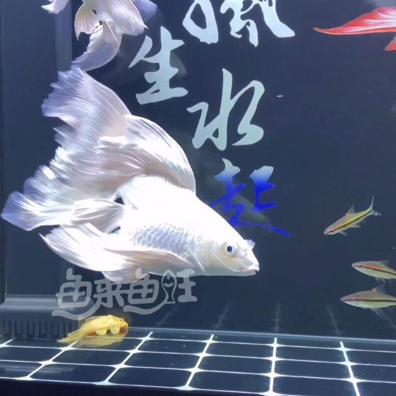 蝴蝶鲤观赏鱼活体风水鱼招财冷水淡水鱼好养耐活纯种球体大鳍大尾 - 图1