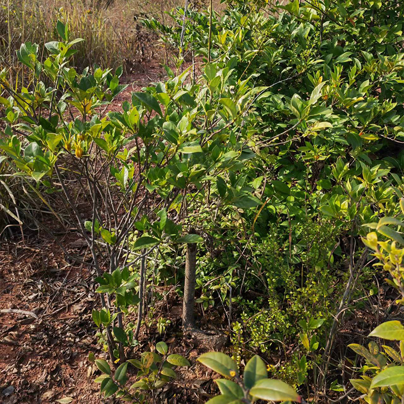 野外黄栀子树苗深山栀子花常绿盆栽景易种活中药用植物庭院结果子 - 图1