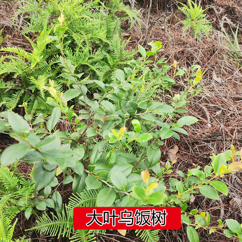 农村深山野外大叶乌饭树苗小叶乌米饭树叶常绿庭院南烛老桩黑米饭 - 图2