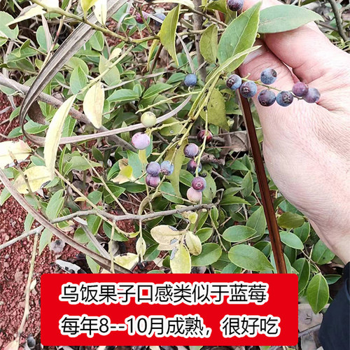农村深山野外大叶乌饭树苗小叶乌米饭树叶常绿庭院南烛老桩黑米饭 - 图3