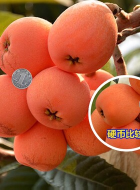 枇杷果苗无核砂糖枇杷苗嫁接盆栽
