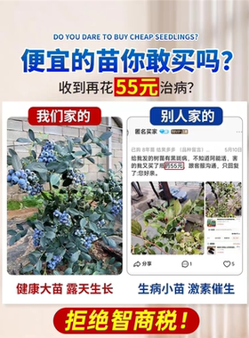 蓝莓树果苗带土种植盆栽