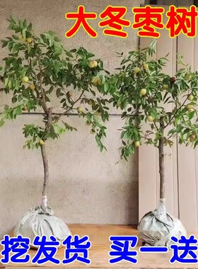 枣树活苗特大冬枣嫁接庭院摆件