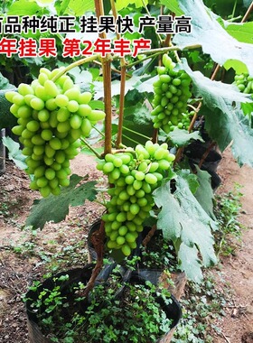 葡萄树苖阳光玫瑰蓝宝石盆栽