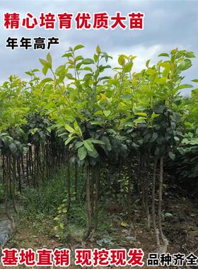 梨树果苗嫁接苗翠冠梨树秋月