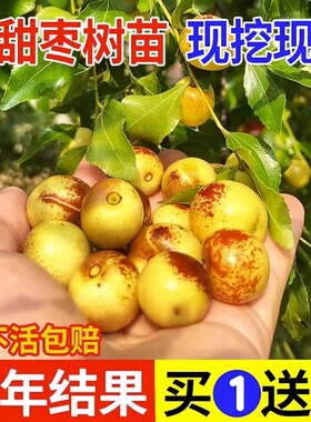 枣树活苗特大冬枣嫁接庭院摆件