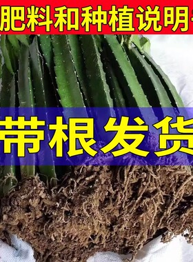 红心火龙果树苗盆栽地栽庭院