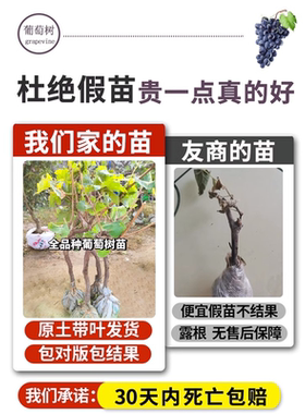 巨峰葡萄树苖阳光玫瑰葡萄苗