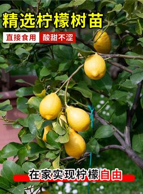 香水柠檬树苗盆栽广东水果树
