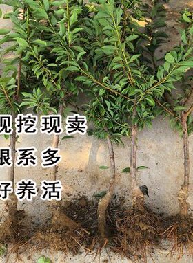 蜂糖李子树苗嫁接特大晚熟脱光青脆西梅李子苗南北方种植果树果苗
