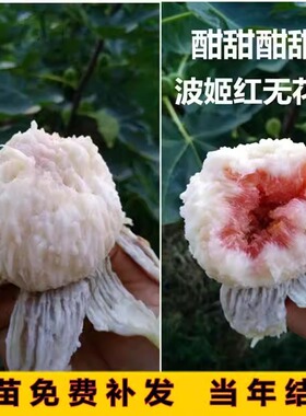 无花果树果苗矮化盆栽特大果