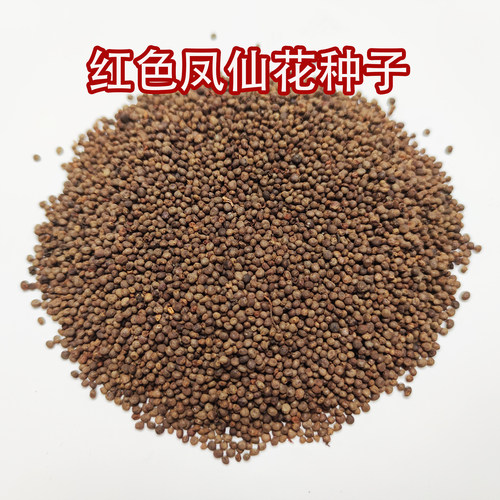 白色凤仙花种子红色指甲草花种籽染指甲学生实验花苗重瓣花卉 - 图3