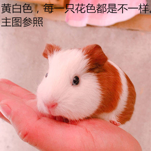 荷兰猪活宠豚鼠活体幼体宠物荷兰鼠幼崽荷兔彩豚黑豚逆毛家养幼体,淘宝优惠券,粉丝福利购,淘宝优惠卷